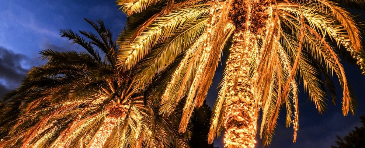 palm trees decorated with christmas lights