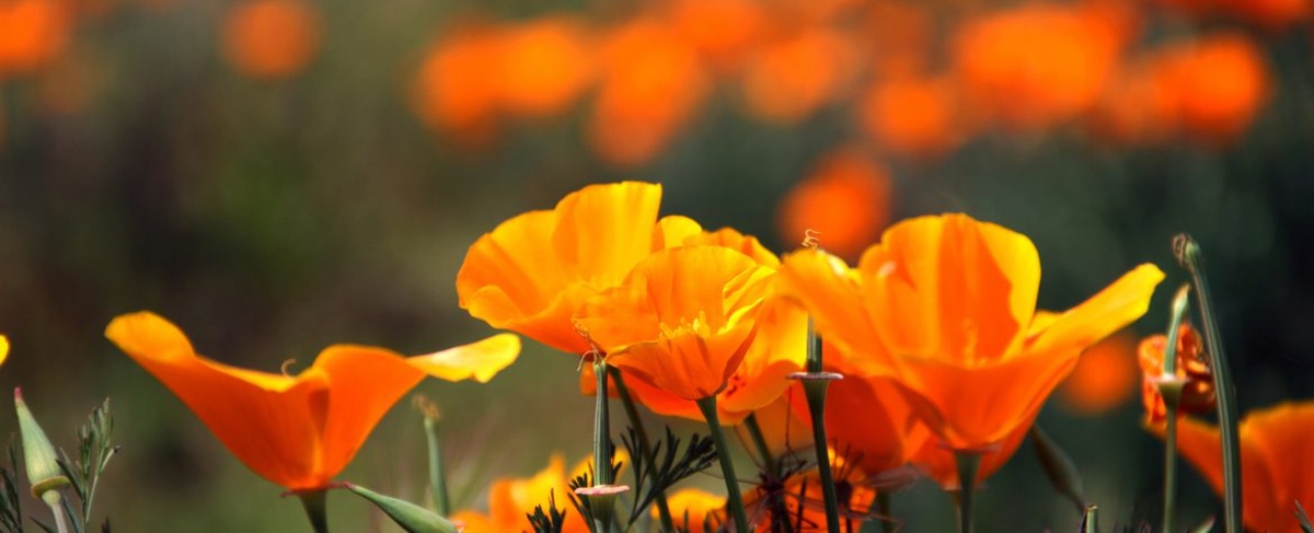 field of poppies