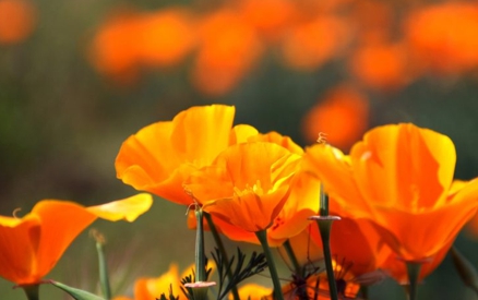 Field of poppies