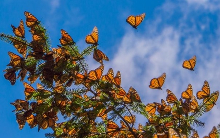 Monarch Butterflies on tree at the Coronado Butterfly Preserve